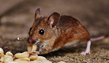 24 Hour & Emergency Exterminators in U Of M, MI